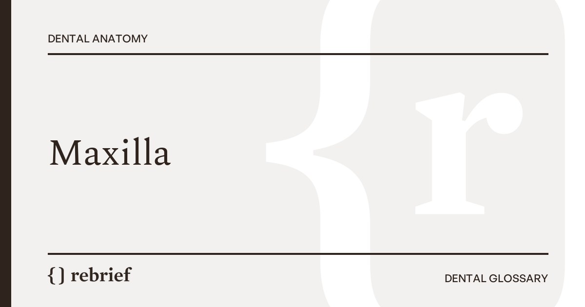 Maxilla