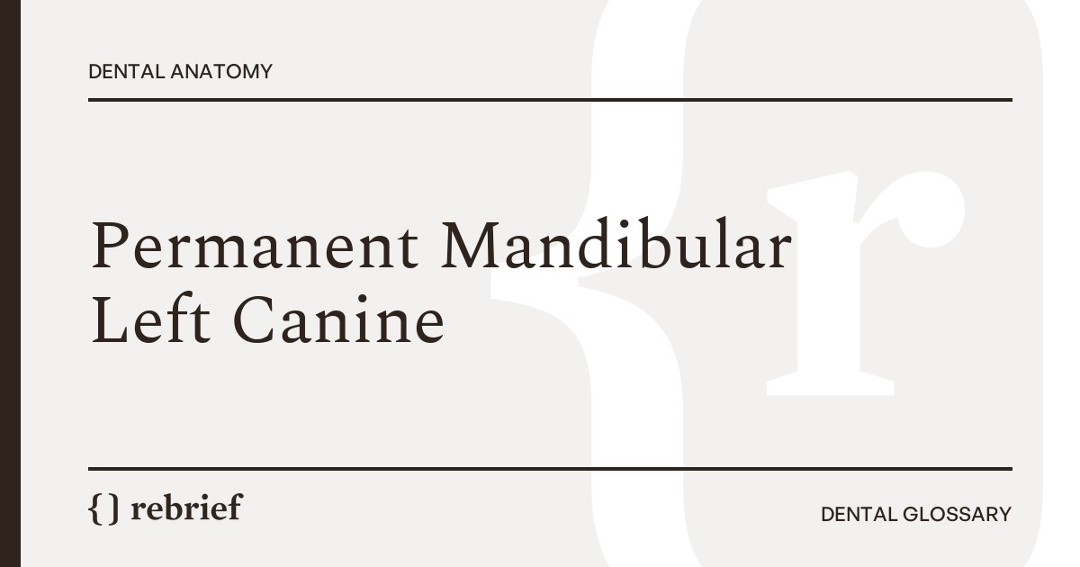 Permanent Mandibular Left Canine