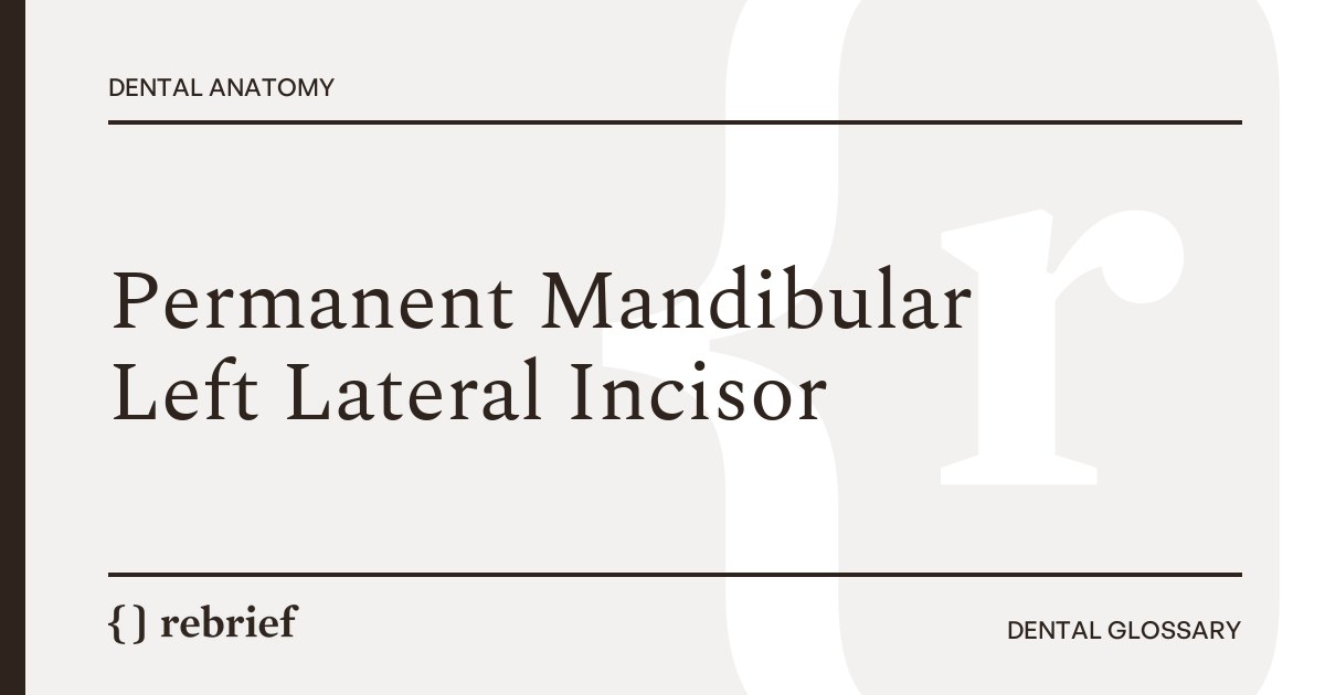 Permanent Mandibular Left Lateral Incisor