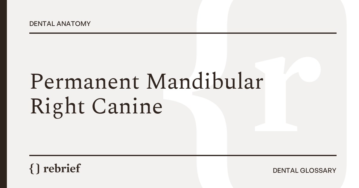Permanent Mandibular Right Canine