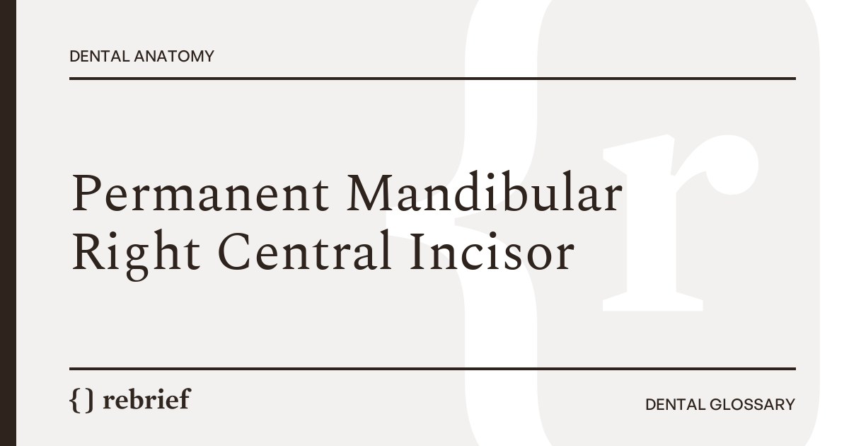 Permanent Mandibular Right Central Incisor