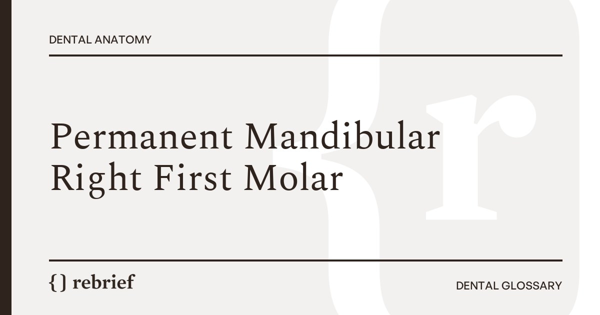 Permanent Mandibular Right First Molar