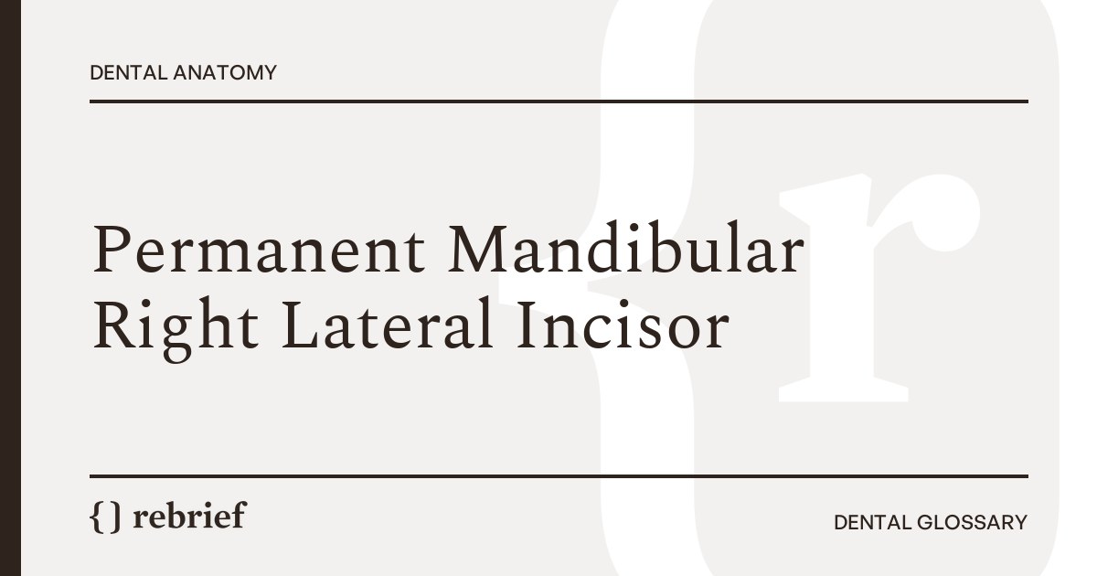 Permanent Mandibular Right Lateral Incisor
