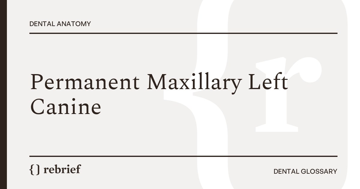 Permanent Maxillary Left Canine