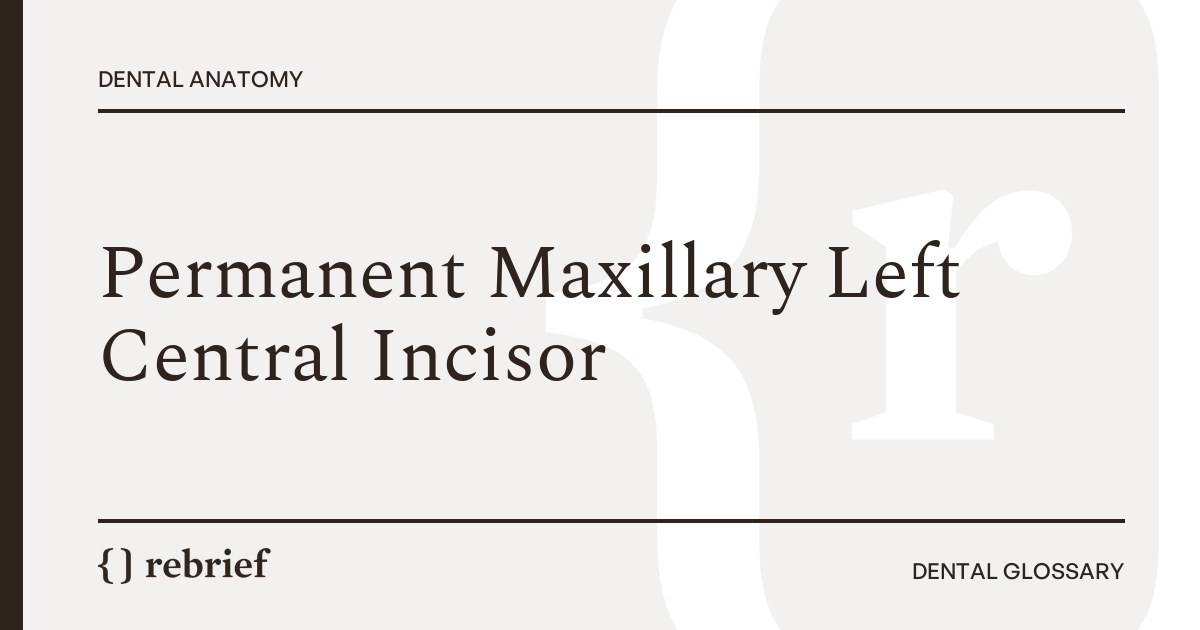 Permanent Maxillary Left Central Incisor