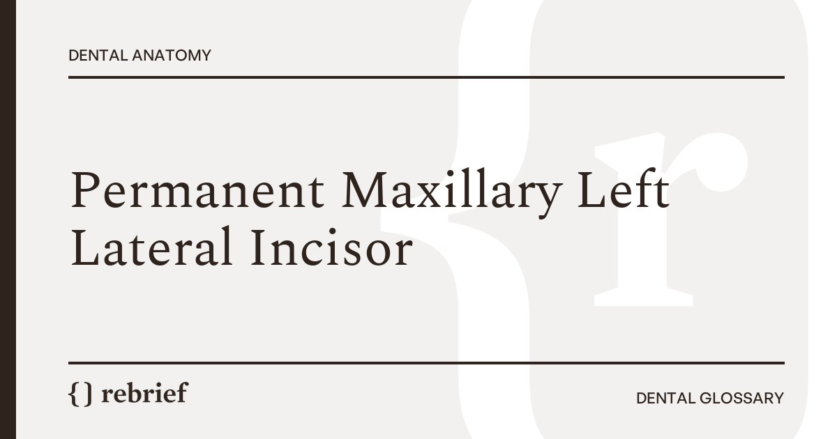 Permanent Maxillary Left Lateral Incisor