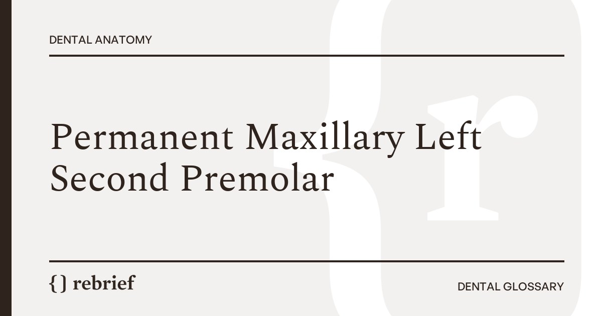 Permanent Maxillary Left Second Premolar