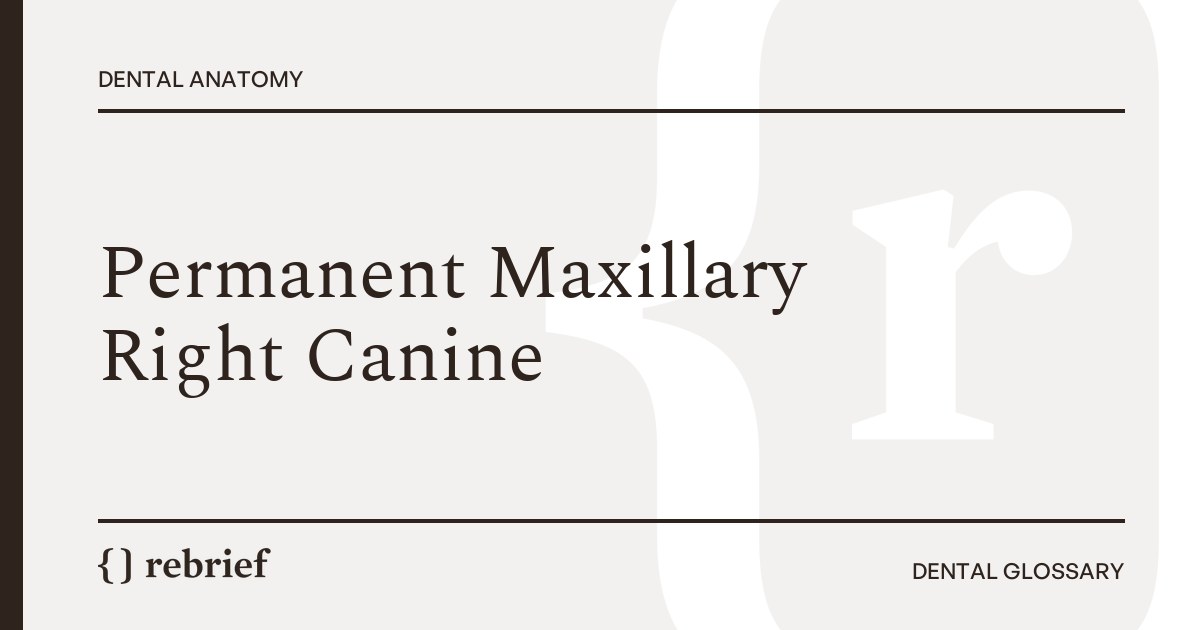 Permanent Maxillary Right Canine