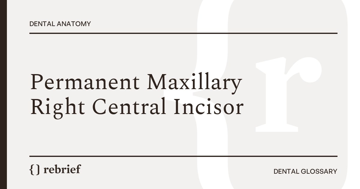 Permanent Maxillary Right Central Incisor