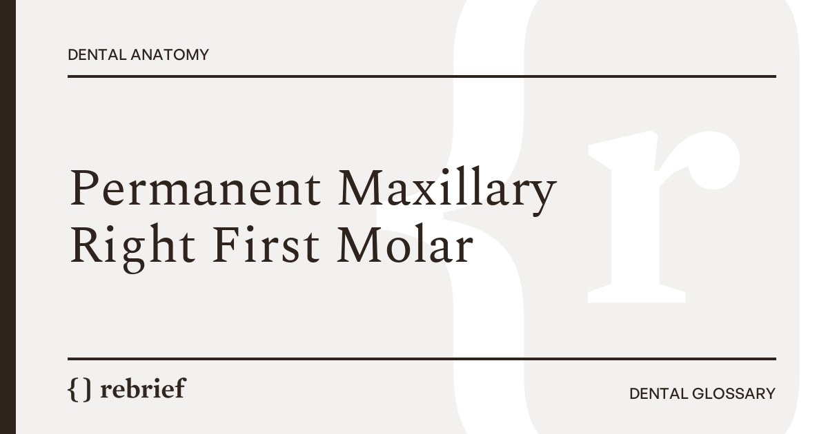 Permanent Maxillary Right First Molar