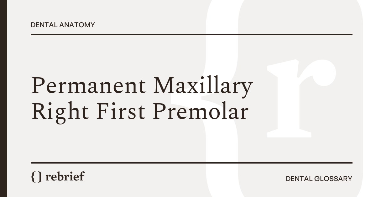 Permanent Maxillary Right First Premolar