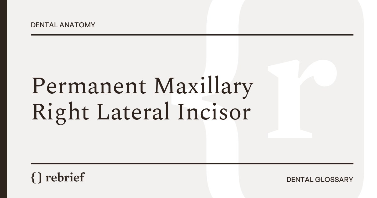 Permanent Maxillary Right Lateral Incisor