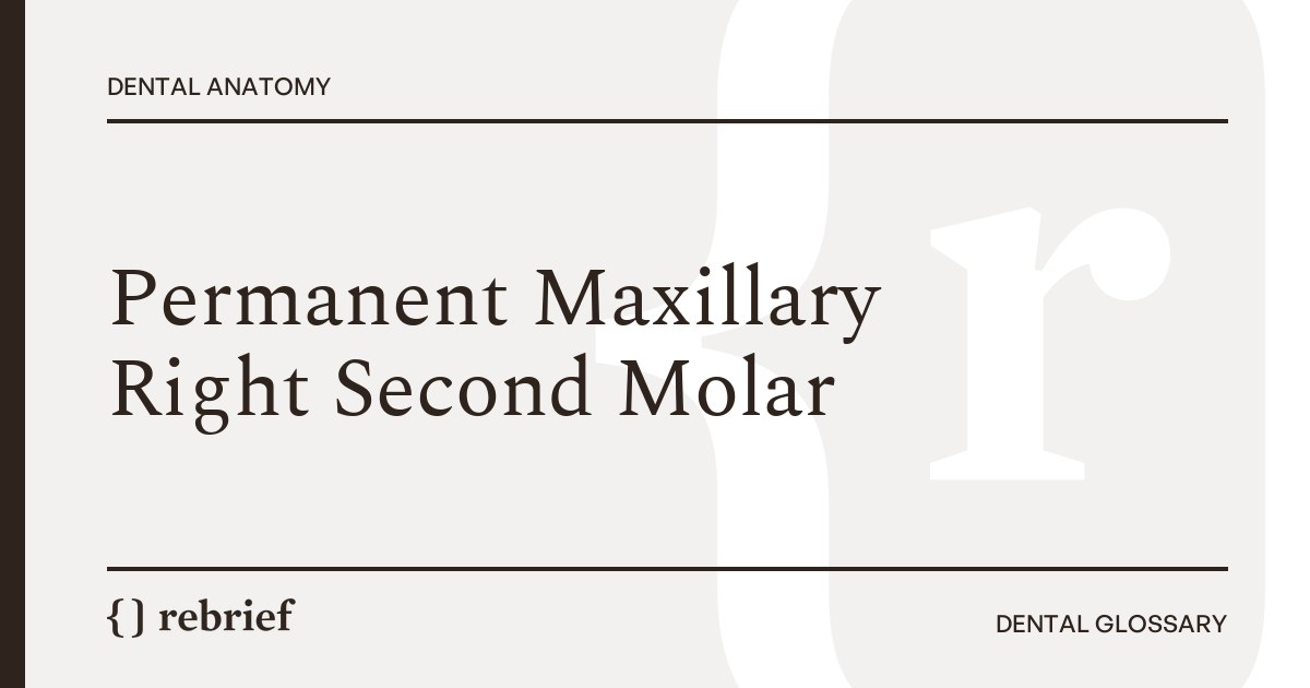 Permanent Maxillary Right Second Molar
