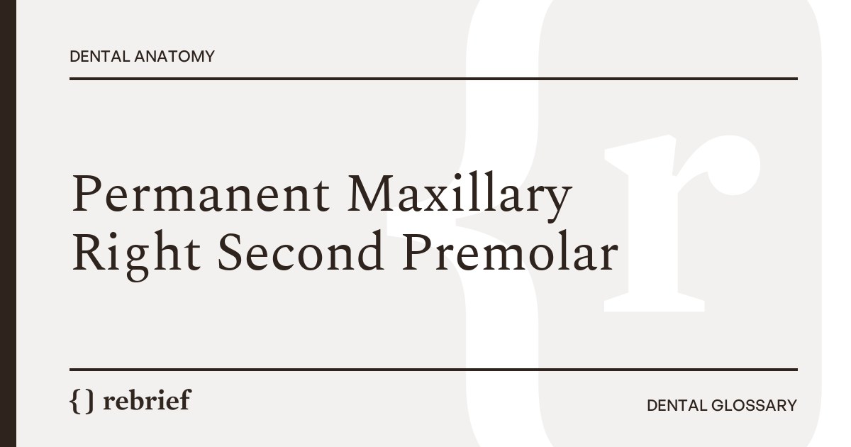 Permanent Maxillary Right Second Premolar