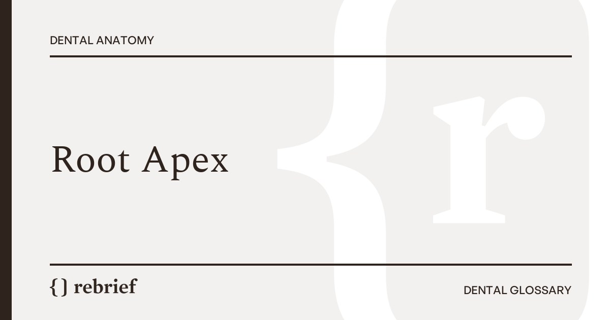 Root Apex